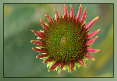 Echinacea