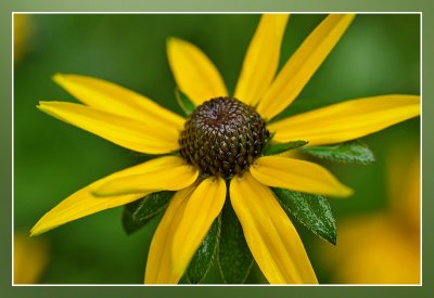 Rudbeckia Fulgida Goldsturm