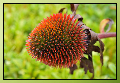 Echinacea