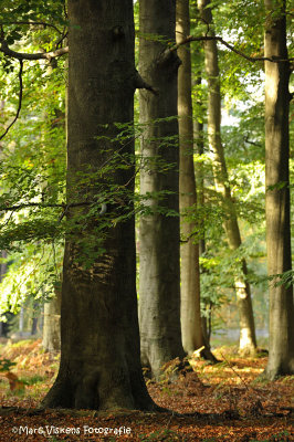 g1/49/956849/3/129673186.g6Vur0S0.jpg