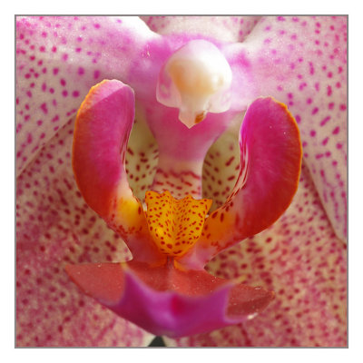 orchid close-up