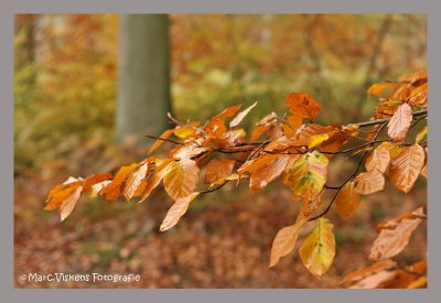 Herfst