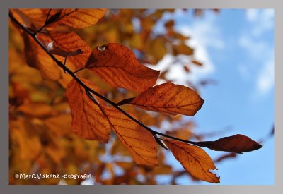 Fall - Automne - Herfst