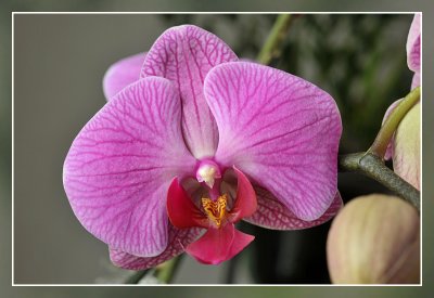 Orchidee  Orchid