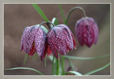 fritillaria 