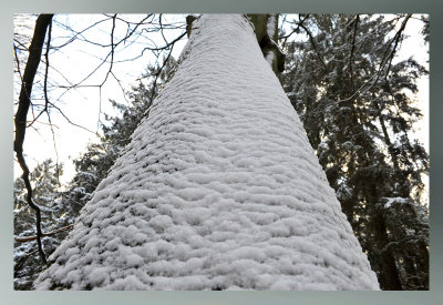 winter snowtree