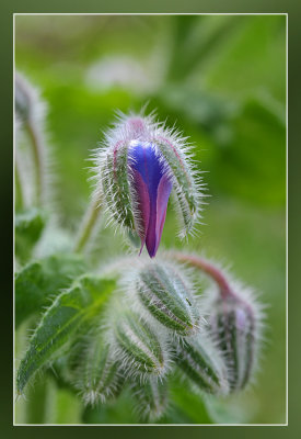 komkommerkruid - Borago officinalis