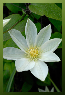 clematis