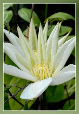 Clematis