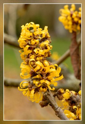 hamamelis intermedia rehd doerak