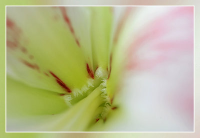 amaryllis macro