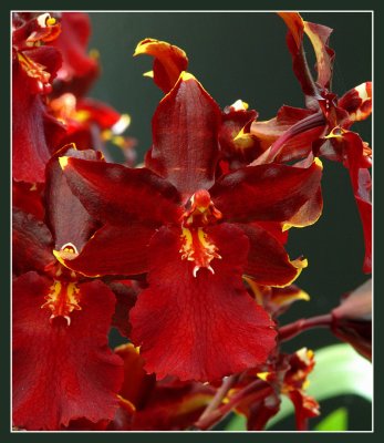 orchidee rood