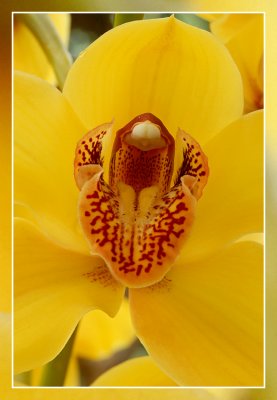 orchid yellow