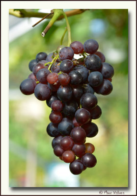 in my greenhouse: the grapes taste delicious this year