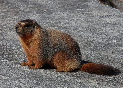 Marmot