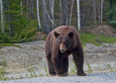 Canada-Alaska 2010 229b (Large).jpg