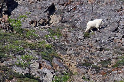 Canada-Alaska 2010 457 (Large).jpg