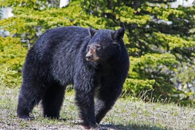 Canada-Alaska 2010 834b (Large).jpg