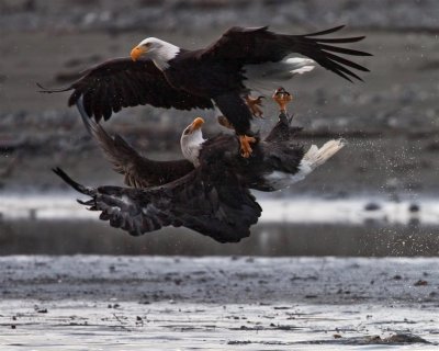 Bald Eagles at Haines, Alaska