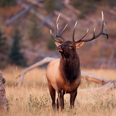 IMG_3019-1.jpg  bull elk 