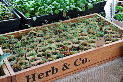Tray full of herbs