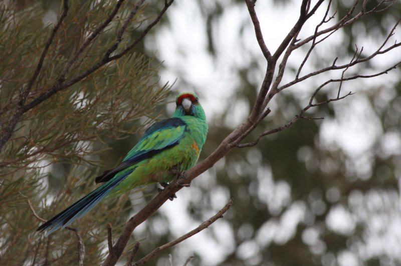 Friendly bird joins us for afternoon tea