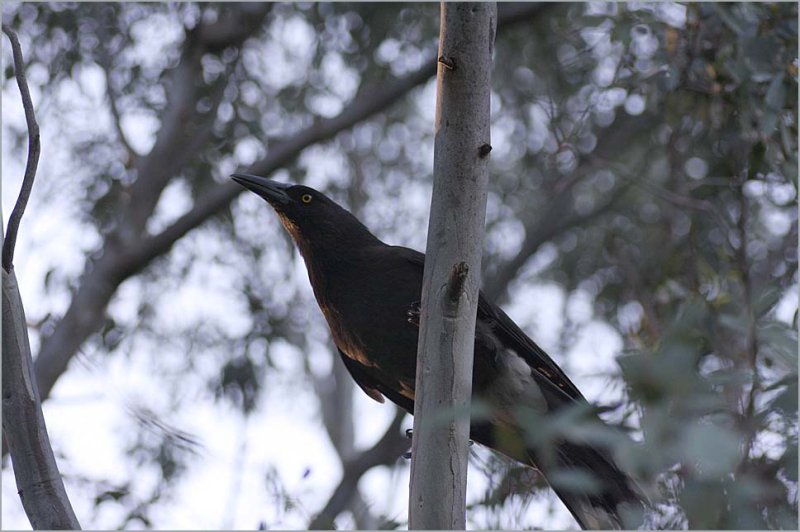 The currawong