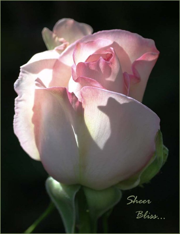 Pink and white rosebud