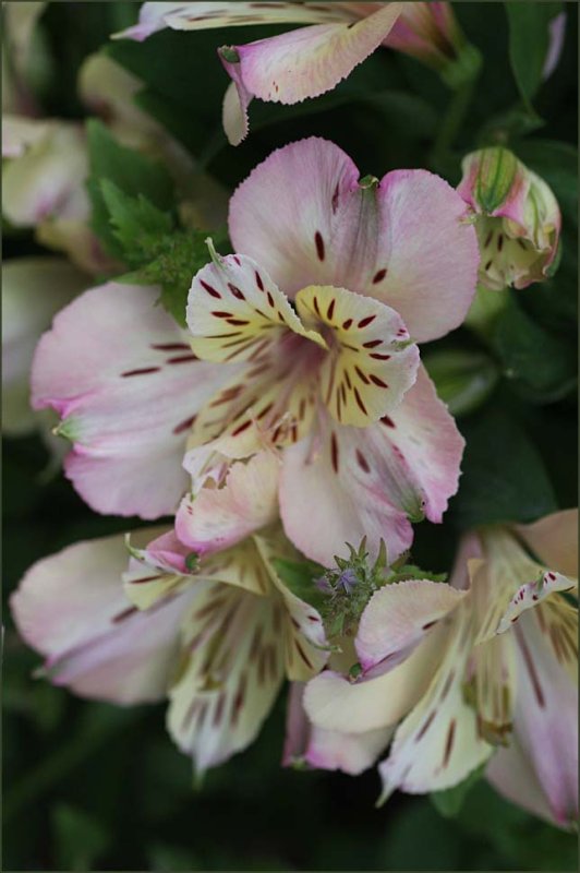 Princess lilies