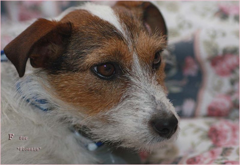 Challenge - F for Flossie - December  6