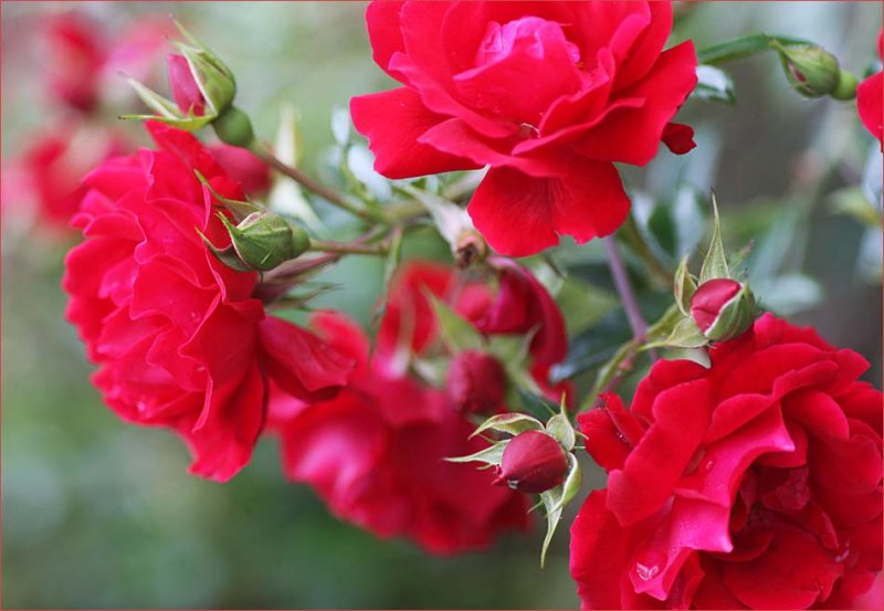 Spring in my ROSE garden in 2008