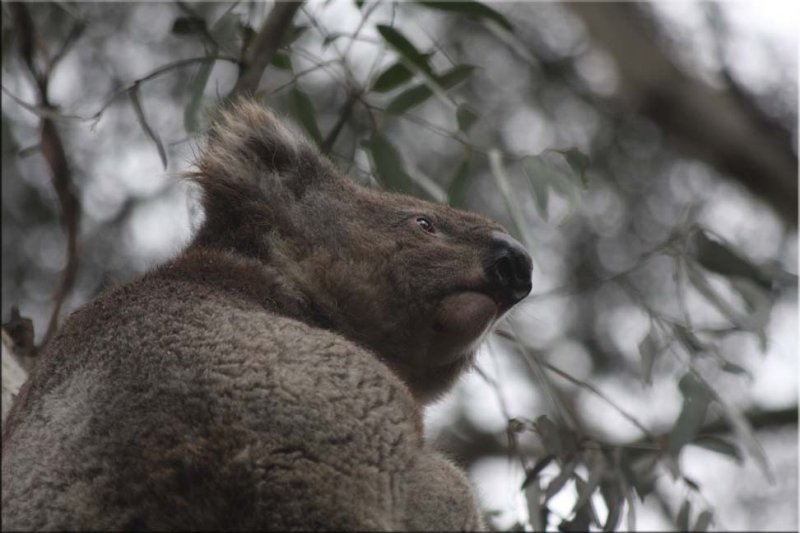 Koala in a tree 