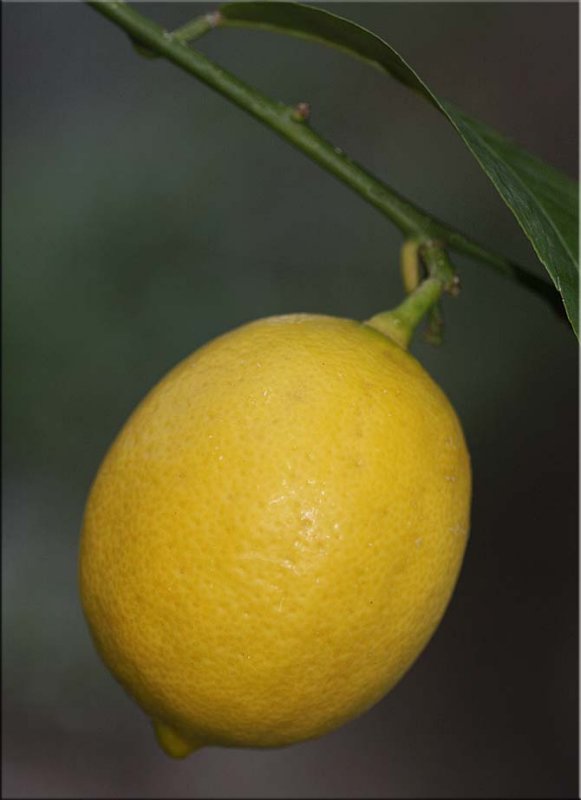 Meyer lemon - 12