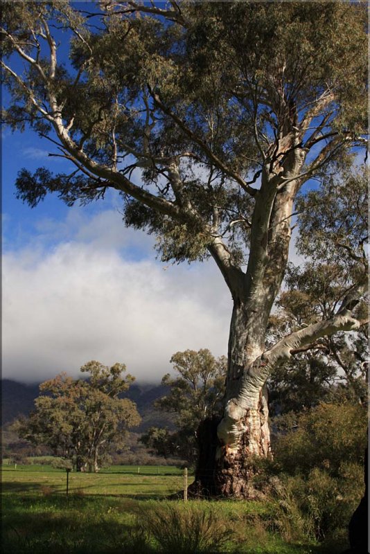 Willochra Creek near Melrose - Upper North - South Australia