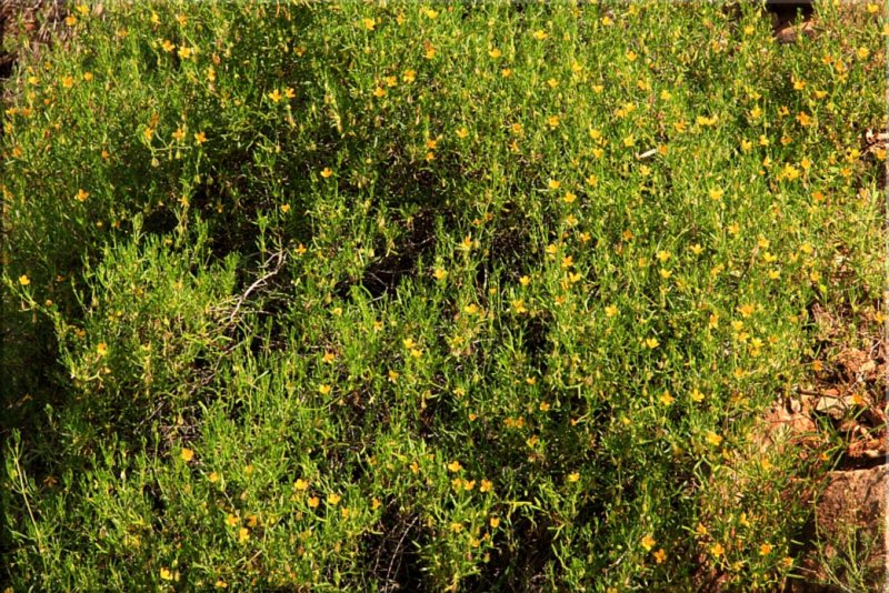 Germein Gorge - wildflowers