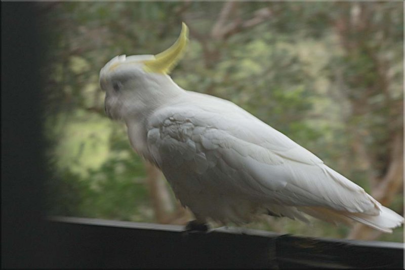 Cockatoo moving off