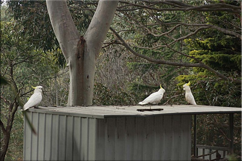 Three birds on the aviary