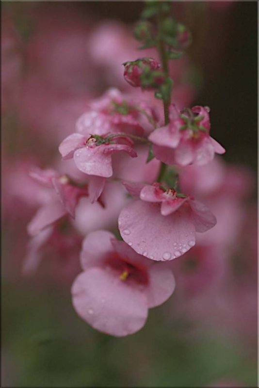 Diascia