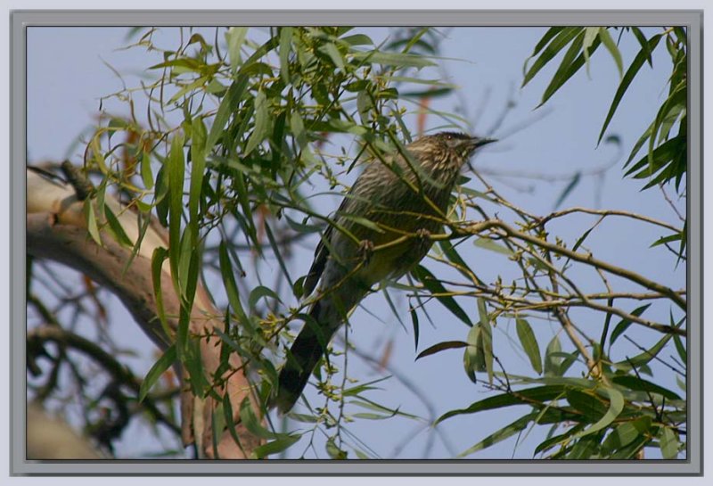 Wattle bird high in the trees