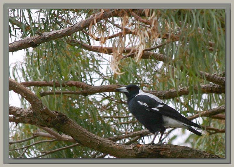 Resident magpie