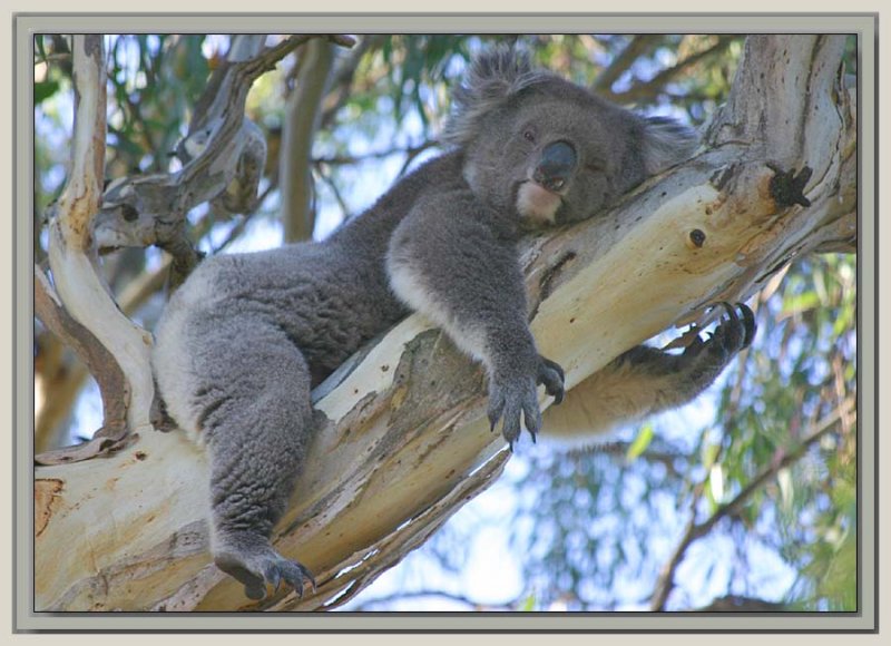 Tired little koala