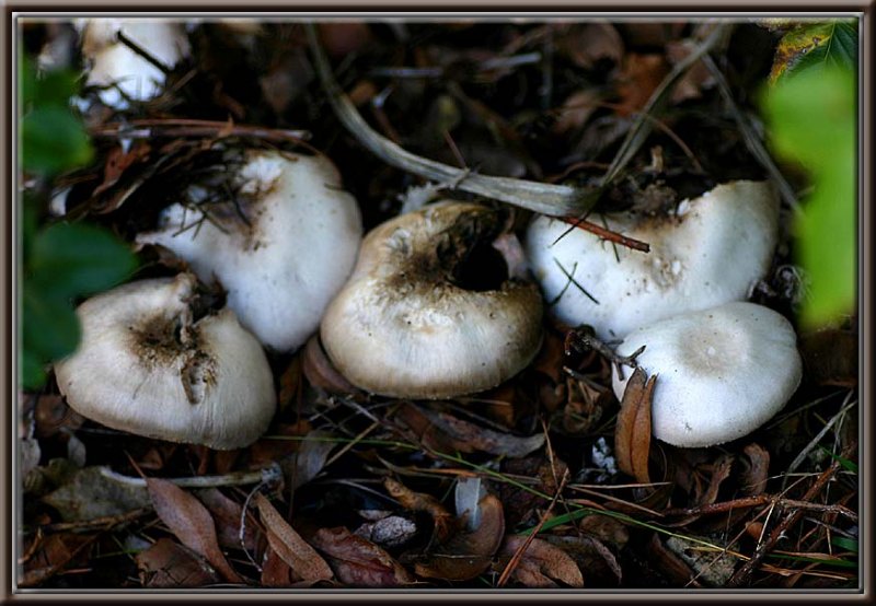 Mushrooms everywhere!
