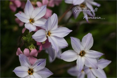 Ipheions and Nemesia