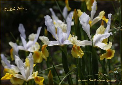 A clump of iris