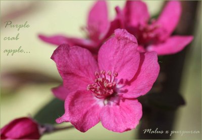 Crab apple blossom