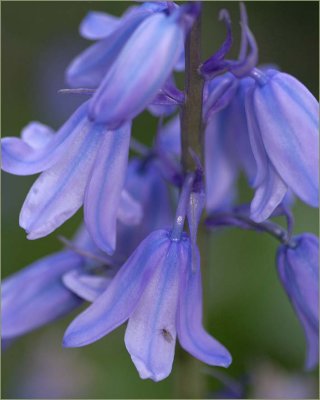 Spanish blue bells in the Australian spring