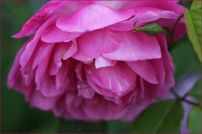 One of the first spring roses