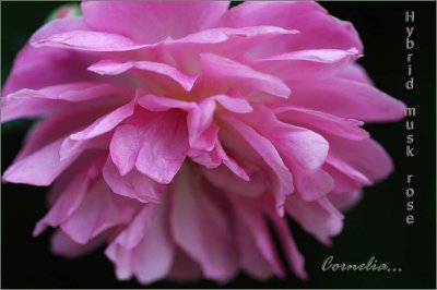 Cornelia