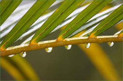 Water on a palm frond