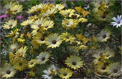 A carpet of yellow daisies